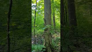 The BARK of this TREE CONFUSES A LOT of PEOPLE! #forest #treeID