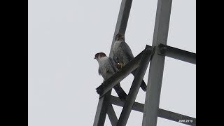 Raptorwatching : a handsome pair of red-necked falcons feeding on a kill