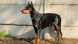 Senior Doberman Pinscher: Understanding Their Average Energy Level