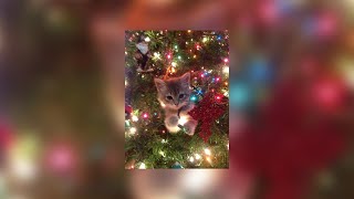 🎄𝐼𝓉'𝓈  𝒯𝒾𝓂𝑒 ☃️~ A Christmas Playlist 🎁