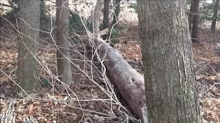 Ash Tree Removal - Ash Borer {Agrilus Planipennis} & Carpenter Ants {Camponotus} Peru, Indiana