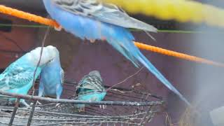 Beautiful || birds video 🐦