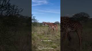 Bucketlist experiences in Serengeti 🐘🦒🎥: @rebekakerecseny 👏👏#serengeti #safari