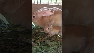 Anak kelinci lucu #rabbit #kangdul