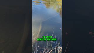 MONSTER Flathead Fishing - Use THIS BAIT!! 🎣 #shorts #fishing #reaction