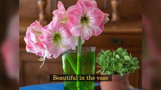 How to Plant Amaryllis Bulbs 3 to a Pot