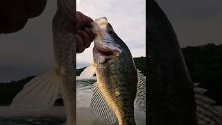 Nice Fat White Crappie!! #fishing #fish #shorts