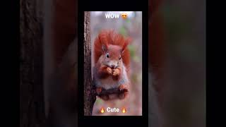 Have a look 🔥🔥 #shortsvideo #shorts #shortvideo #fyp #viral #animals #nature