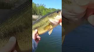 Catching Big Bass On A Bed