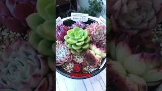 Mix Korean Succulents | My Succulent Collection #succulentlover