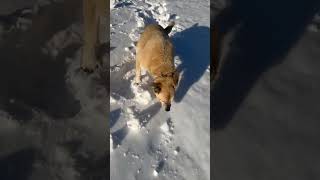 my dog is digging in the snow with his snout #shorts