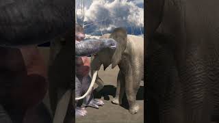 Jumbo vs Muscle Elephant Faces off Against Goro