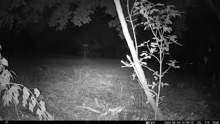 Opossum 08/04/2024