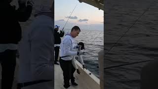 Cobia on slow pitch jigging