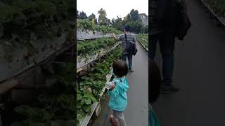 Kebun Strawberry#short