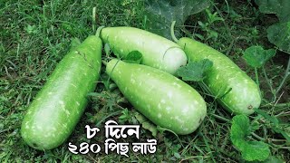 ৮তম দিনে ২৪০ পিছ লাউ হারবেস্ট