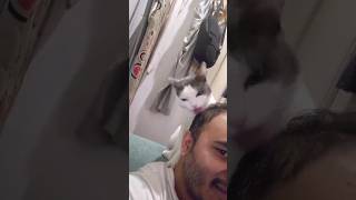 My Cat love to take care my Hair ☺️ #shortsvideo #ytshorts #youtubeshorts #catvideos #cat