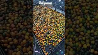 buah pinang -#youtube -#shorts