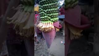 Huge banana tree