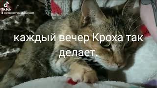 каждый вечер Кроха так делает.#кузя #мусяя #кроха #коты https://www.privat24.ua/send/17g0r