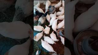 Layers Chickens Loft|| #foryou #viral #viralvideo #foryouvideo #youtubeshorts #trending #reels