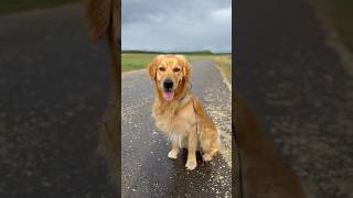 Autumn is coming, unfortunately… #Dogs #Goldenretriever #CuteDog #Goldie #SweetDog #Autumn #Shorts