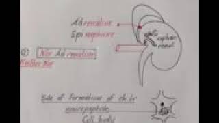 DR / NAGI - AUTONOMIC (4) part A