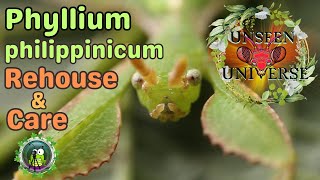 Phyllium philippinicum (Leaf Insects) - Rehouse and Care