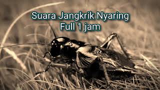 Suara Jangkrik Nyaring | Full 1 Jam