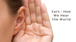 Ears : How We Hear the World