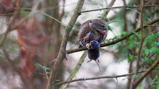 Northern Pygmy Owl