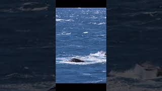 Heartwarming moment: Mom and Baby Humpback Whales playful splashing