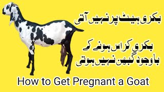 How to Get Pregnant a Goat || بکری گبھن نہیں ہوتی|| بکری ٹھہرتی نہیں