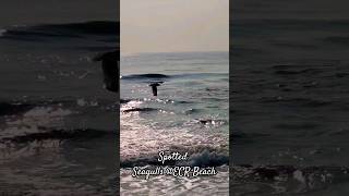 Spotted Seagulls @ East Coastal Road |Chennai |#Shorts