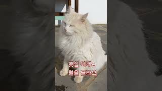 오드아이 "페페" 💖 시골 고양이~ 사랑스러운 에너자이져 ~하얀 고양이💕 #shorts