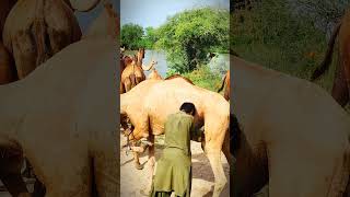 Naughty Camel forcefully milking by hand #camels #wildlife #الجمال #views_viral