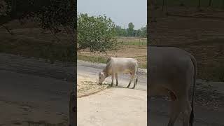 यह सांड मेरे घर के सामने की हास 🔥 🥵 चर रहा था। #youtubeshorts #animal #cow ⚡⛈️