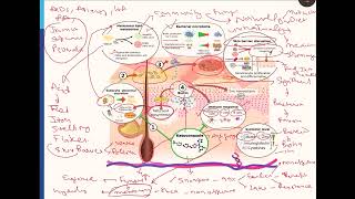 Understanding Ketoconazole Fails Dandruff Seborrheic Dermatitis: Exploring Non-Antifungal Mechanisms