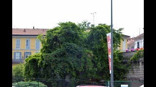 Milano da scoprire, Il glicine di piazza Baiamonti