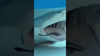 ¿¿¿Se lo COME o NO??? 🦈 (conpleto) - parte 2 #short #shorts #viral #tiburón