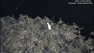 White Cattle Egret in Leadwood Tree