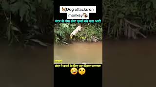 Dog attract the monkey 🐒🐵#trending #shorts #viral