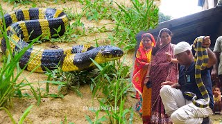 जहर वाले पूछ से डंक मारने पर देखें क्या हुआ,घर में लकड़ियों के बीच छिपा बैठा था Exotic Banded Krait