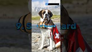 Top 10 Most Dangerous Dogs Breed In The World 🐕 #shorts