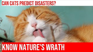 How Cats Sense Natural Disasters: The Mystery Explained