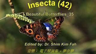 Insecta (42) - Beautiful Butterfly_35