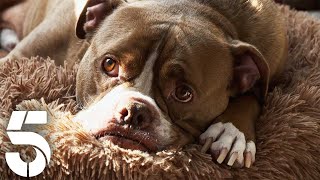 Top Mischievous Dog Moments From Theft To Disobedience | Dogs Behaving (Very) Badly | Channel 5