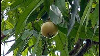 Rose Apple - Syzygium jambos - Unusual Tropical Fruit Grows Well in Florida