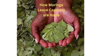 How premium perfect Moringa Leaf Capsules are made.