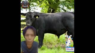 Part 2 sapi berkualitas tinggi baik untuk kesehatan #sapi #iduladha #fypシ゚viral #viralvideo #reactio